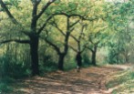 Yallambie Park oak avenue, 1995. (Picture by I McLachlan)
