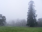Misty morning with Hoop pine, August, 2014. (Picture by I McLachlan)