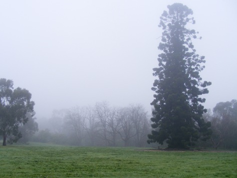 Misty morning with Hoop pine , August, 2014