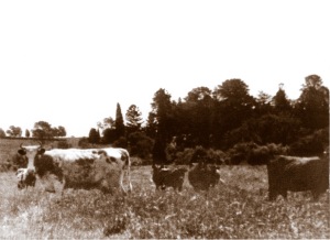 Looking towards Yallambie from Lower Plenty during the farming era
