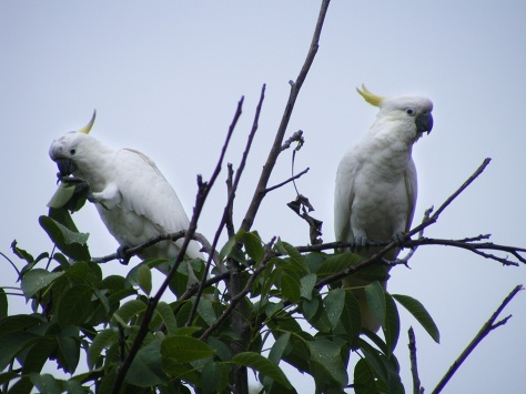 Pesky little blighters: Sulphur Crested Cockatoos in walnut tree at Yallambie, January, 2015