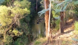 Deep pool on the Plenty River at Yallambie, January, 2015. (Picture by I McLachlan)