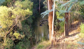 Deep pool on the Plenty River at Yallambie, January, 2015. (Picture by I McLachlan)