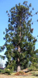 Bunya pine at Yallambie, January, 2015