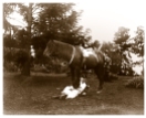 Early picture with riding habit taken on the south lawn at Yallambie. (Source: Bill Bush Collection)