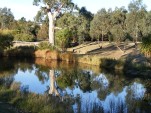 River red gum and pond at "Streeton Views", Yallambie, March, 2015. (Picture by I McLachlan)