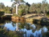 River red gum and pond at "Streeton Views", Yallambie, March, 2015. (Picture by I McLachlan)