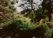 Homestead photographed through the trees, 1995. (Picture by I McLachlan)