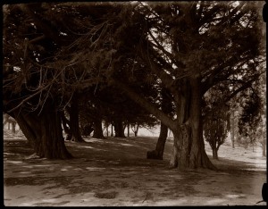 Remains of Ferguson's pinetum at Mt Eagle, 1929, photographed by C R Hartmann. (Source: National Library of Australia).