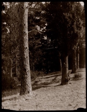 Remnant pines at Mt Eagle, 1929, photographed by C R Hartmann. (Source: National Library of Australia).