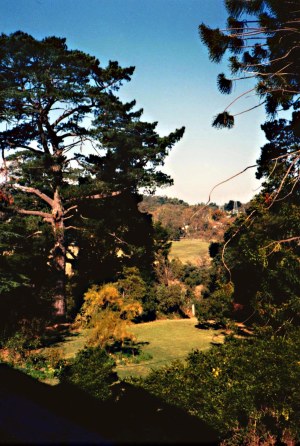 Lawn south of the house in 1984. The massive pinus on the left of picture upended down the slope one night a decade ago, its fall heard throughout the neighbourhood and sounding like "a steam train rushing by in the night."