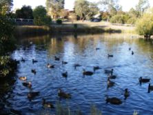 Ducks on the pond at "Streeton Views", Yallambie, March, 2015. (Picture by I McLachlan)