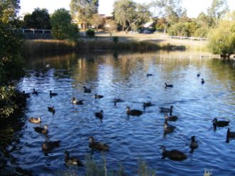 Ducks on the pond at "Streeton Views", Yallambie, March, 2015. (Picture by I McLachlan)