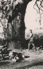 Tree felling at Lower Plenty in the early 1920s. (Source: Truefitt Collection)