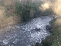 Morning mists on the Plenty River, September, 2019. (Picture GIF by I McLachlan)