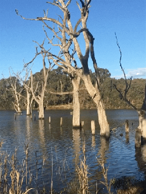The Banyule Wetlands, Viewbank, June, 2021. (Picture Gif by I. McLachlan)