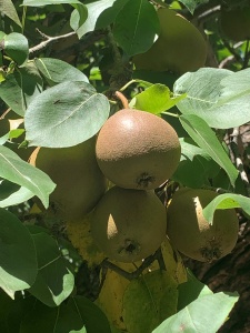 Pear tree in fruit.