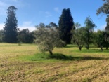 A small orchard on a river flat with a cypress.